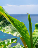 Simohuri 和紙糸リブソックス/若夏