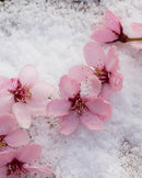 Simohuri Washi Yarn Ribbed Socks, Snow and Cherry Blossom